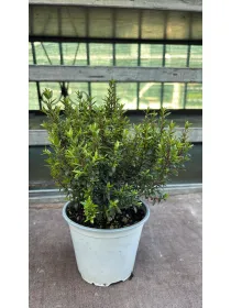 Mirto 14 V. 14 cm - Riviera Quality Società Agricola Cooperativa