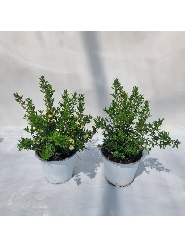 Mirto microphylla 14 V. 14 cm - Riviera Quality Società Agricola Cooperativa