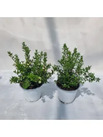 Mirto microphylla 14 V. 14 cm - Riviera Quality Società Agricola Cooperativa