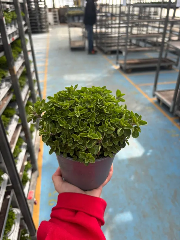 Origano 14 V. 14 cm - Riviera Quality Società Agricola Cooperativa