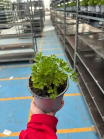 Prezzemolo liscio 14 V. 14 cm - Riviera Quality Società Agricola Cooperativa