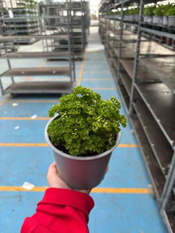 Prezzemolo riccio 14 V. 14 cm - Riviera Quality Società Agricola Cooperativa