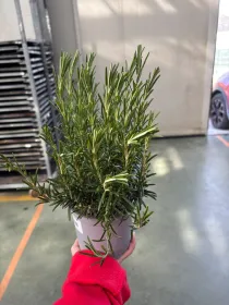 Rosmarino 14 V. 14 cm - Riviera Quality Società Agricola Cooperativa