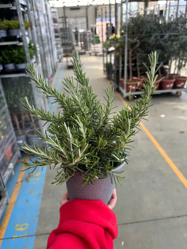 Rosmarino prostrato 14 V. 14 cm - Riviera Quality Società Agricola Cooperativa