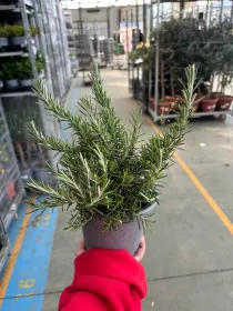 Rosmarino prostrato 14 V. 14 cm - Riviera Quality Società Agricola Cooperativa