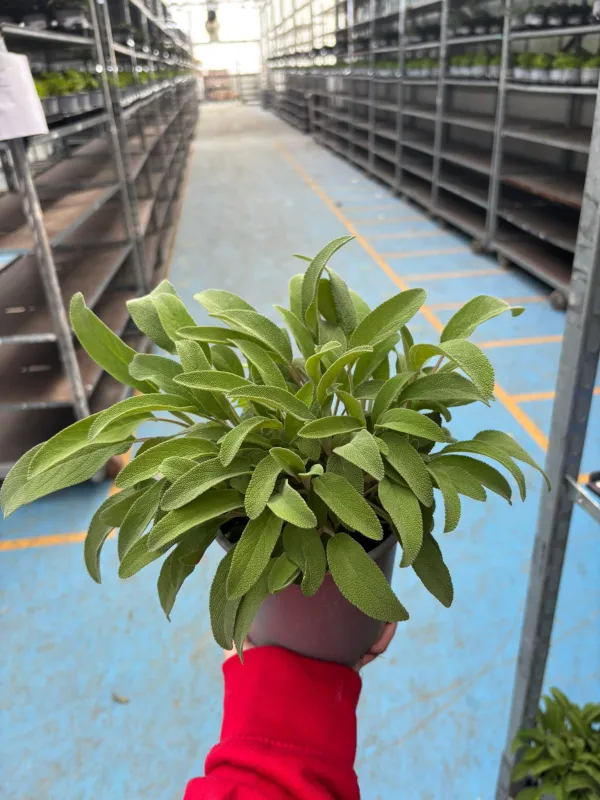 Salvia 14 V. 14 cm - Riviera Quality Società Agricola Cooperativa