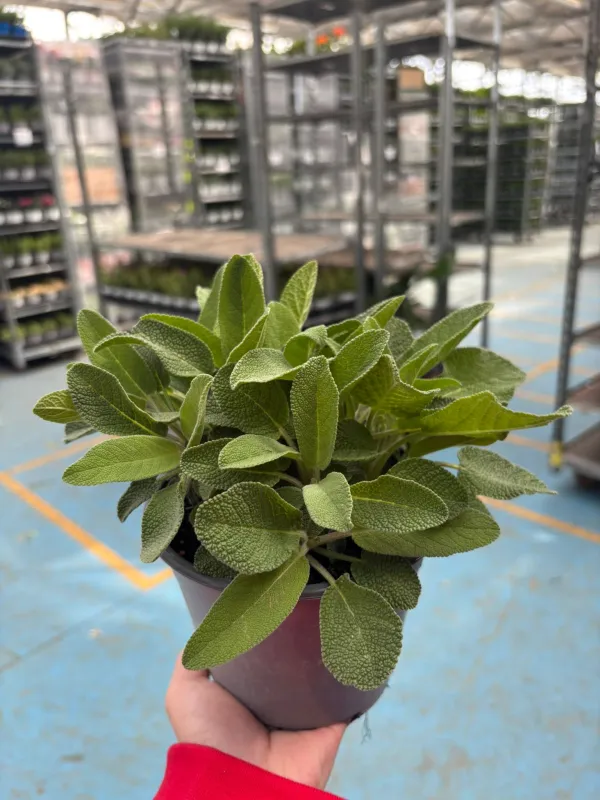 Salvia foglia larga 14 V. 14 cm - Riviera Quality Società Agricola Cooperativa