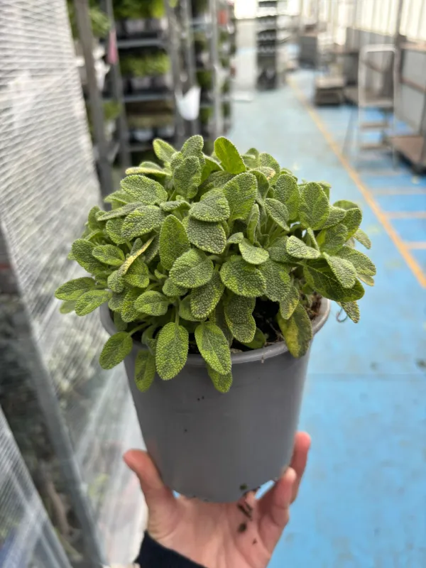 Salvia icterina 14 V. 14 cm - Riviera Quality Società Agricola Cooperativa