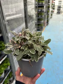 Salvia tricolor 14 V. 14 cm - Riviera Quality Società Agricola Cooperativa