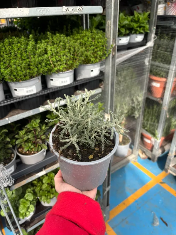 Santolina 14 V. 14 cm - Riviera Quality Società Agricola Cooperativa