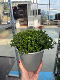 Santoreggia 14 V. 14 cm - Riviera Quality Società Agricola Cooperativa