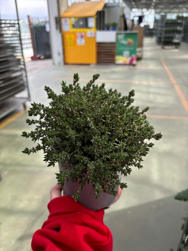 Timo 14 V. 14 cm - Riviera Quality Società Agricola Cooperativa