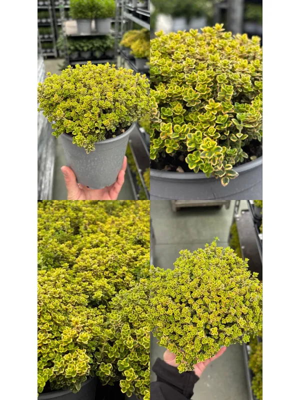 Timo aureo lemon 14 V. 14 cm - Riviera Quality Società Agricola Cooperativa