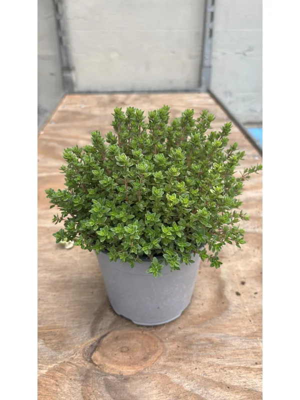 Timo citrodoro verde 14 V. 14 cm - Riviera Quality Società Agricola Cooperativa