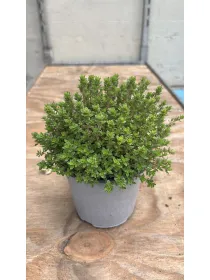 Timo citrodoro verde 14 V. 14 cm - Riviera Quality Società Agricola Cooperativa