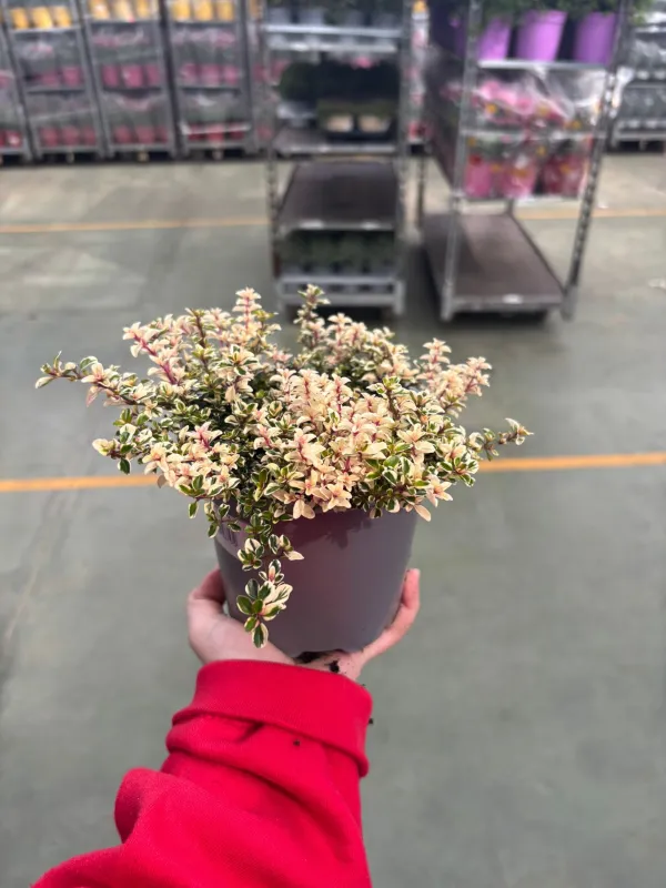 Timo foxlay 14 V. 14 cm - Riviera Quality Società Agricola Cooperativa