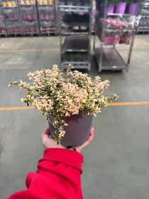 Timo foxlay 14 V. 14 cm - Riviera Quality Società Agricola Cooperativa