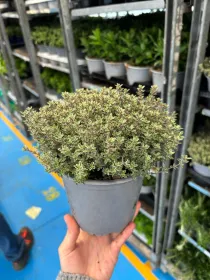 Timo lady d 14 V. 14 cm - Riviera Quality Società Agricola Cooperativa