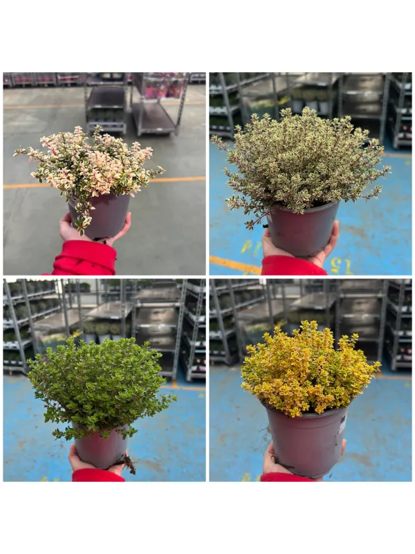 Timo mix 14 V. 14 cm - Riviera Quality Società Agricola Cooperativa