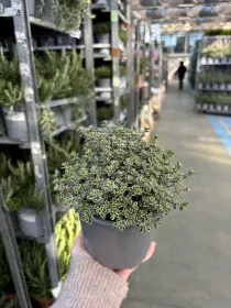 Timo silver queen 14 V. 14 cm - Riviera Quality Società Agricola Cooperativa