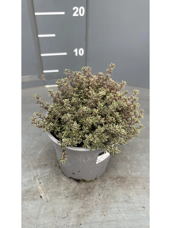 Timo variegato 14 V. 14 cm - Riviera Quality Società Agricola Cooperativa