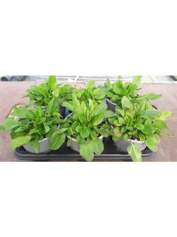 Acetosa 14 V. 14 cm - Riviera Quality Società Agricola Cooperativa