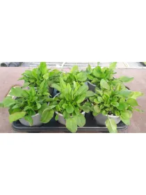 Acetosa 14 V. 14 cm - Riviera Quality Società Agricola Cooperativa