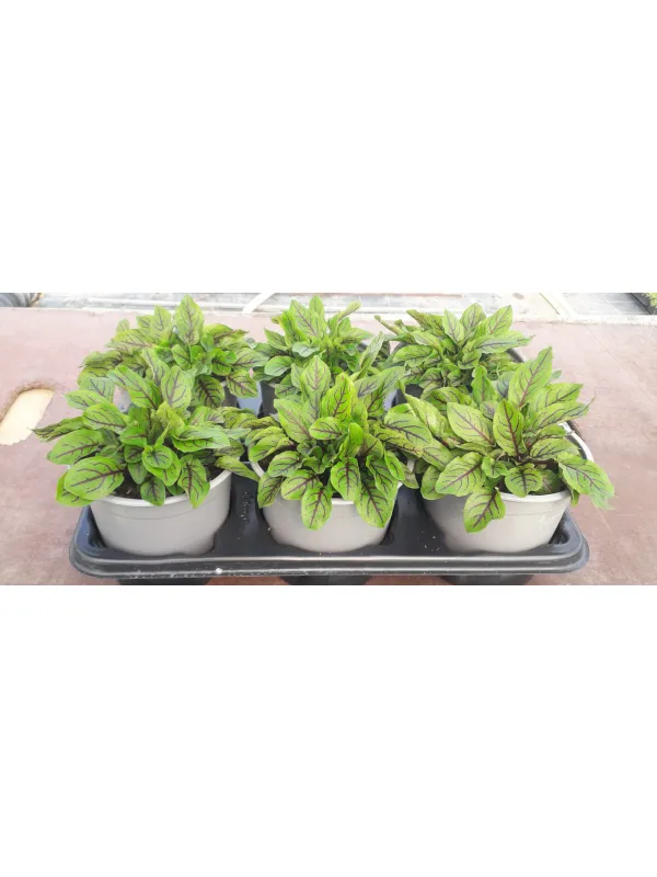 Acetosa rossa 14 V. 14 cm - Riviera Quality Società Agricola Cooperativa