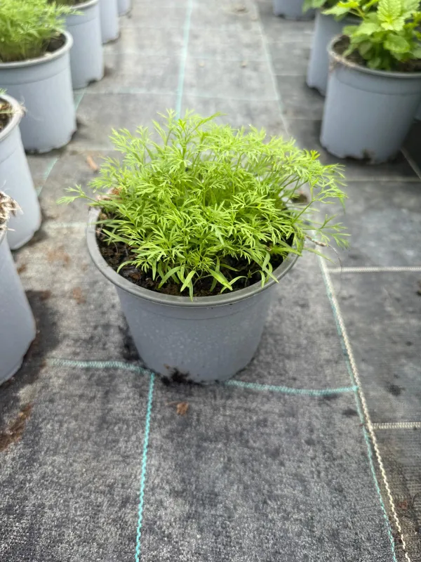 Aneto 14 V. 14 cm - Riviera Quality Società Agricola Cooperativa