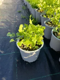 Anice 14 V. 14 cm - Riviera Quality Società Agricola Cooperativa