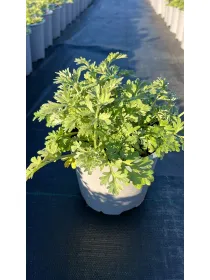 Assenzio 14 V. 14 cm - Riviera Quality Società Agricola Cooperativa