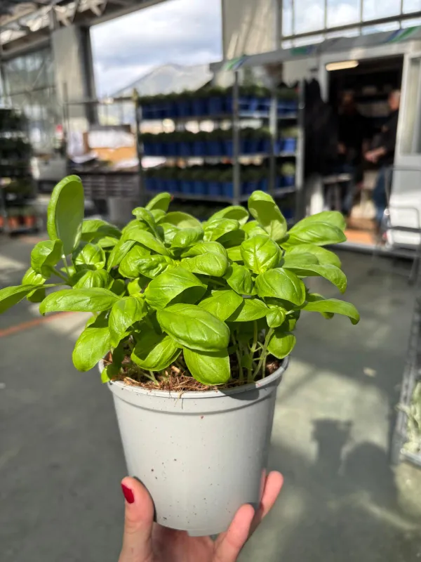 Basilico 14 V. 14 cm - Riviera Quality Società Agricola Cooperativa