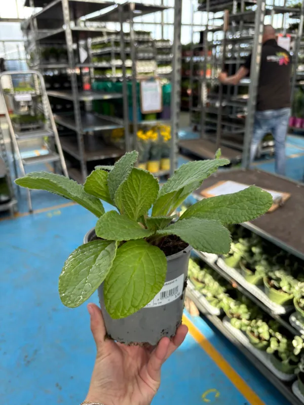 Boragine 14 V. 14 cm - Riviera Quality Società Agricola Cooperativa