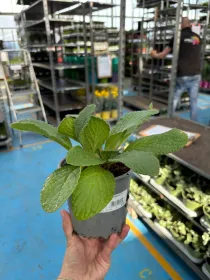 Boragine 14 V. 14 cm - Riviera Quality Società Agricola Cooperativa