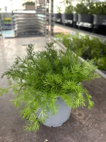 Camomilla 14 V. 14 cm - Riviera Quality Società Agricola Cooperativa