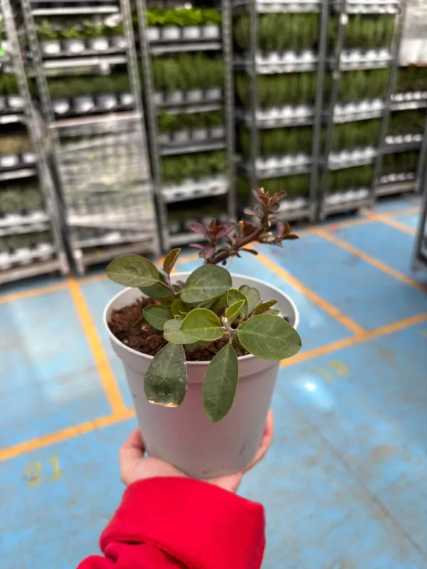 Capperi 14 V. 14 cm - Riviera Quality Società Agricola Cooperativa