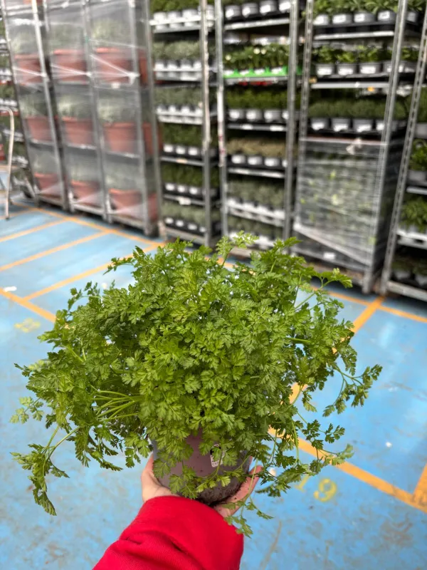 Cerfoglio 14 V. 14 cm - Riviera Quality Società Agricola Cooperativa