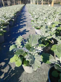 Cineraria marittima 14 V. 14 cm - Riviera Quality Società Agricola Cooperativa