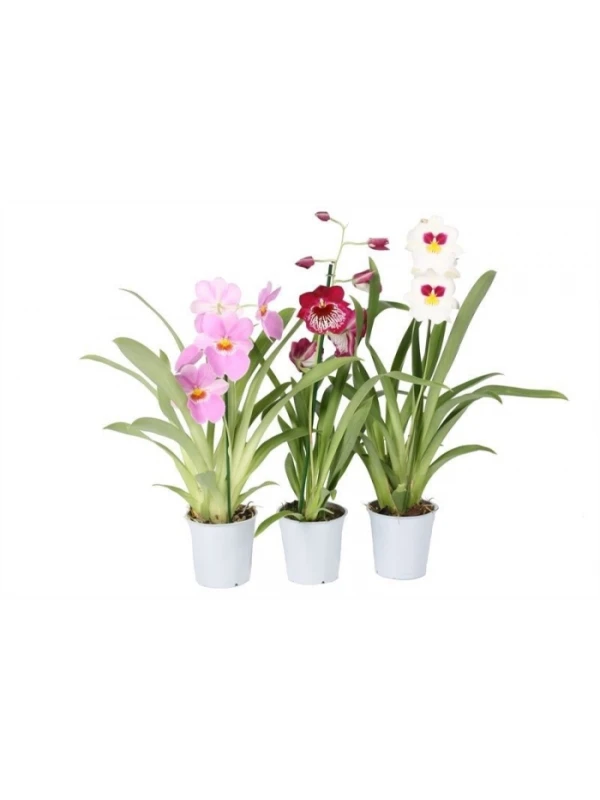 Miltonia mix 1 branch