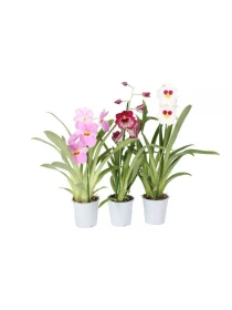 Miltonia mix 1 branch