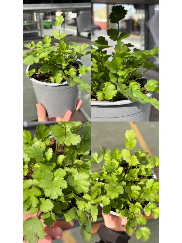 Coriandolo 14 V. 14 cm - Riviera Quality Società Agricola Cooperativa