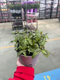 Coriandolo vietnamita 14 V. 14 cm - Riviera Quality Società Agricola Cooperativa