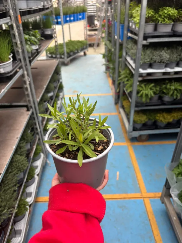 Dragoncello 14 V. 14 cm - Riviera Quality Società Agricola Cooperativa