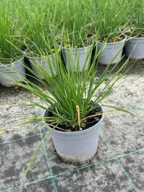 Erba aglina 14 V. 14 cm - Riviera Quality Società Agricola Cooperativa