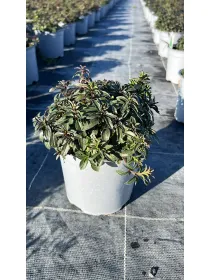 Erba pepe 14 V. 14 cm - Riviera Quality Società Agricola Cooperativa