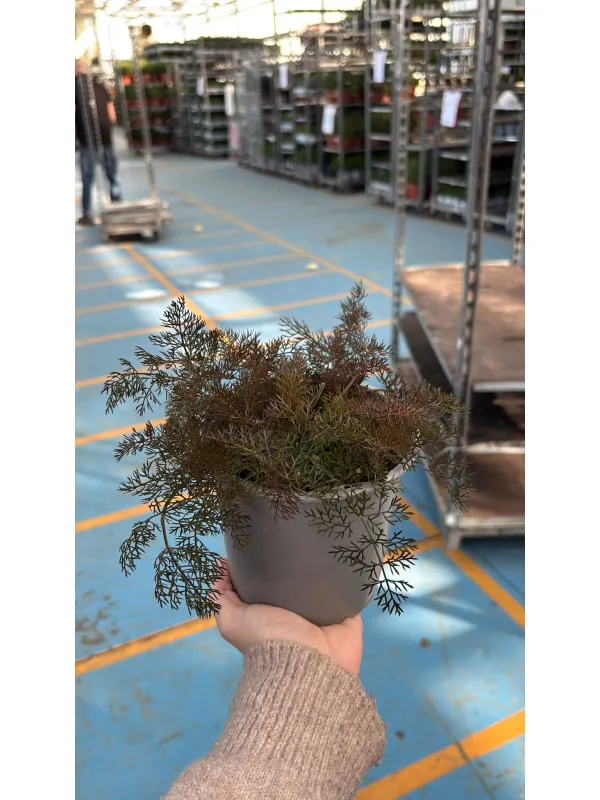 Finocchietto nero 'smokey' 14 V. 14 cm - Riviera Quality Società Agricola Cooperativa