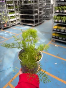 Finocchietto selvatico 14 V. 14 cm - Riviera Quality Società Agricola Cooperativa