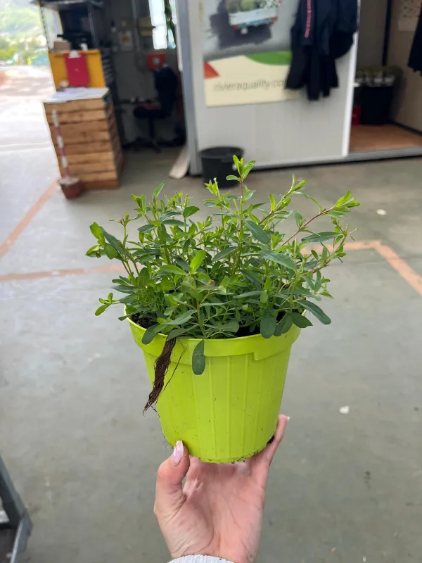 Iperico 14 V. 14 cm - Riviera Quality Società Agricola Cooperativa