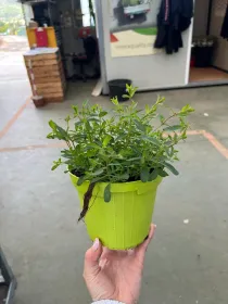 Iperico 14 V. 14 cm - Riviera Quality Società Agricola Cooperativa