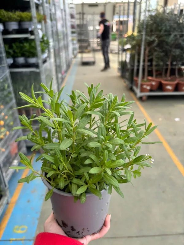 Issopo 14 V. 14 cm - Riviera Quality Società Agricola Cooperativa